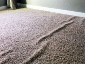 Carpet Repair, Carpet Stretch & Patch